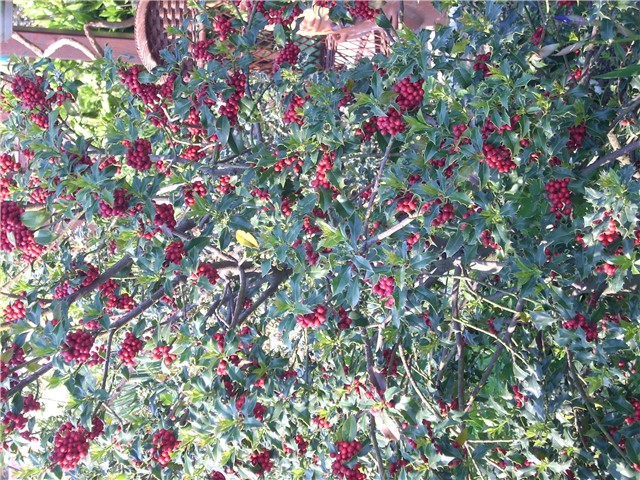 božikovina (ilex)